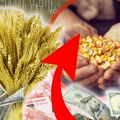 Pala cena kukuruza, raste tražnja za pšenicom: Šta pokazuje novi izveštaj Produktne berze
