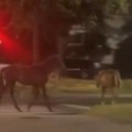 Automobilom se "zakucala" u konja na konjarniku: Žena tvrdi da su bila dva i da su pobegla (video)