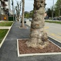 JP “Gradac“: Netačne tvrdnje aktivista sa društvenih mreža da su “odbranili“ stabla u Bulevaru Vuka Karadžića