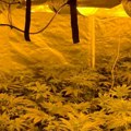 U Kragujevcu otkrivena laboratorija za proizvodnju marihuane, uhapšene dve osobe