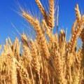 Cene proizvođača proizvoda poljoprivrede u aprilu smanjene za 7,9 odsto međugodišnje
