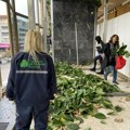 Stižu pelceri džinovskog fikusa iz Čačka: Gužva u Kulturnom centru (foto)