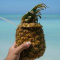 Henny Colada: Bronks verzija tropskog klasika, dostojna i “Belog lotosa”
