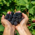Lekovite kupine: Štite od raka jednjaka, pomažu kod tumora dojke FOTO