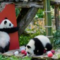 Berlin: Panda blizanci Leni i Loti proslavljaju prvi rođendan