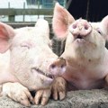 Koliko košta stoka u Srbiji? Cene bikova dostigle rekord, a prasići pojeftinili!