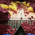 Domaći proizvođači maline sa liderima kompanije Paccari iz Ekvadora - U planu saradnja i razmena proizvoda