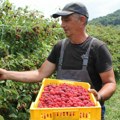 Francuzi i Amerikanci imaju velike planove za srpsku malinu