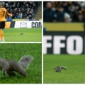 (VIDEO) Meč prekinut osam minuta zbog nestašne – veverice!