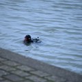 Misterija na dnu Ade Ciganlije! Hiljade Beograđana se kupa ovde, a niko ne sluti šta se krije u jezivom mraku Savskog jezera…