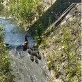 Snimak koji je raznežio beograđane: Prizor divlje patke i pačića u Ripnju sve oduševio: Pa oni plivaju uzvodno! (video)