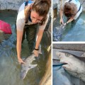 Ribari u Herceg Novom uloviili retku vrstu morskog psa: Ajkula manja od jednog metra prešla put od 600 kilometara (foto)