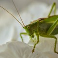 VIDEO: Insekti ponovo na jelovnicima restorana u Japanu