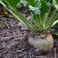 Smanjeni prinosi šećerne repe u Sremu i Banatu