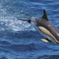 Životinje: Francuska privremeno zabranjuje ribolov kako bi spasila delfine