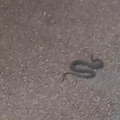 Beograđani navodno uslikali divlju svinju u knezu, a pojavile se i zmije: Evo šta treba da radite ako ih vidite