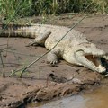 Tužan kraj potrage Pronađeni ostaci devojčice (12) koju je napao krokodil u Australiji