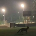 Lisica viđena i kod škole: Vrščani zabrinuti zbog predatora u svom gradu