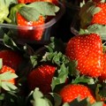 Hitno upozorenje nadležnih institucija: Pronađen opasan pesticid u jagodama iz Srbije! Postoji veliki rizik od trovanja