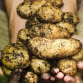 Društvene mreže im pomogle da gaje kvalitetniji krompir