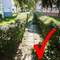 Nakon pisanja Glasa Šumadije pošišana živu ogradu u Milovana Gušića