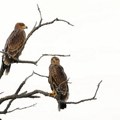 Nova nada za orla krstaša – posle kritičnih godina stižu rekordni rezultati