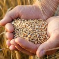Na Produktnoj berzi najveće intersovanje za pšenicu! Kukuruz potpuno odsustan iz trgovanja!