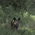 Najezda divljači na ušće: Divlje životinje se i ovog leta često mogu videti u urbanim delovima grada