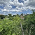 URBANI BUBANJ ILI GRADSKA DŽUNGLA: Podivljala priroda usred stambenih kompleksa, pomaljaju se tužne ruine, ograde razvaljene…