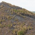 Požar na Goču: Veliki broj vatrogasaca na licu mesta