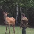 Posle više od dva veka ponovo u divljini zapadne Srbije: Jeleni se vratili na područja sa kojih su davno nestali