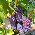 Vinogradarska sezona pri kraju na jugu Srbije: Cena ne prati kvalitet grožđa