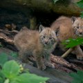 Divna vest nakon informacije da su na rubu opstanka: U Hrvatskoj šume pune mladunaca risa