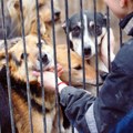 Bizarna krađa! Beograđanke nasamarile vlasnicu pasa iz Bačke Palanke: Odnele joj 26 rasnih ljubimaca