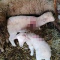 Psi lutalice napravili pokolj u Sinišinom toru: Pojedeno 5 jaganjaca, a od 12 ovaca samo jedna ostala čitava