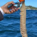 Naučnici u čudu nakon ulova ovog ribara Izvukao iz mora misteriozno stvorenje, nikad nije viđeno ništa slično (foto)