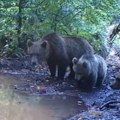 U šumi budite što bučniji jer ne želite da iznenadite medveda