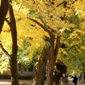 "Златна јесен" стиже тачно овог датума: Огласио се РХМЗ: Михољско лето се враћа кад га нико није очекивао, ево шта то значи…