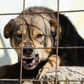 Pas lutalica napao dečaka (8): Užas u Goraždu: Naneo mu više povreda po glavi i telu