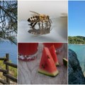 Turisti upozoravaju na najezdu nepoželjnih gostiju na Tasosu: Ne možete prezalogajiti, a da njih bar 20 ne stigne za dva minuta…
