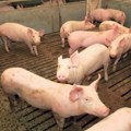 Vlada Srpske proglasila vanredno stanje zbog afričke kuge kod svinja
