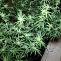 Pronađena laboratorija za uzgoj marihuane u Bačkoj Palanci, uhapšene dve osobe
