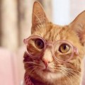VIDEO: Ova mačka na TikTok-u zarađuje više od prosečne godišnje plate u SAD-u