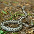 "Plašim ih se kao groma": Na šetalištu pronađene dve zmije, dok su jedni bili prestravljeni, drugi su im se divili (foto)