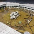 Mrtve ptice plivaju u fontani u Zaječaru