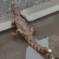Konačno "uhvaćen" krokodil u Nišu! Rešena misterija egzotične životinje sa juga Srbije, građani mogu da odahnu