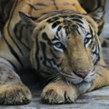 Danski zoo vrt na meti kritika zbog kontroverznog apela: Građani pozvani da doniraju životinje za ishranu predatora