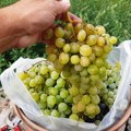 Ova godina obećava bolju berbu grožđa nego prethodna
