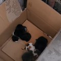 U kontejneru za papir pronađeni tek rođeni mačići: Neko ih je bacio kao poslednje smeće (video)