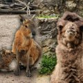 U beo zoo-vrtu sve vrvi od života, ovo su nove prinove: Dvogrba kamila i mladunče patagonijske mare (foto)